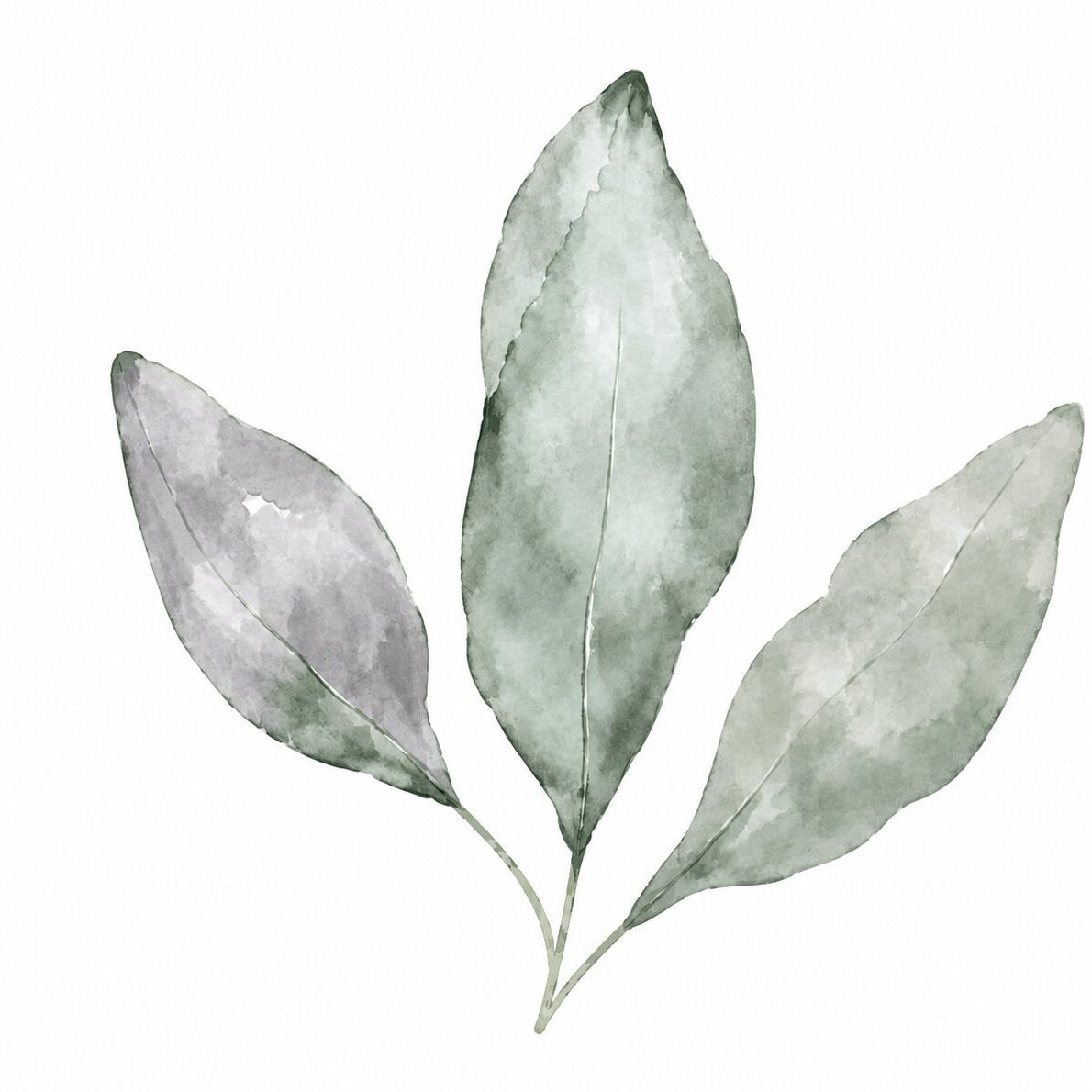 dr-lauren-leaves-2-white-bg
